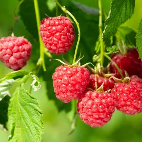 Autumn Bliss Raspberry Canes 1L